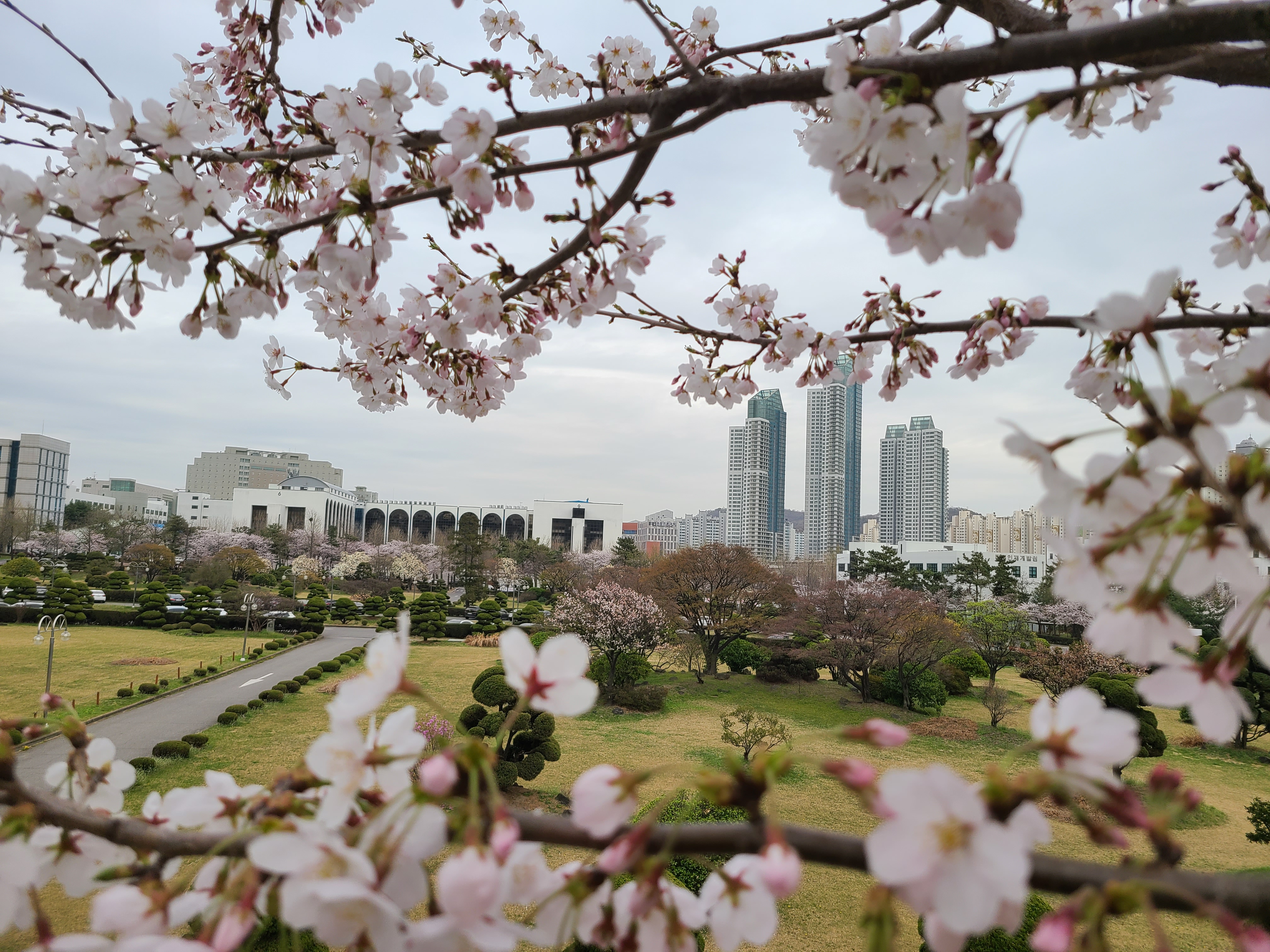 Cherry Blossoms around the campus